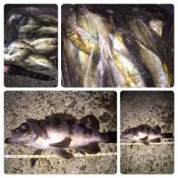 メバリング。アジング