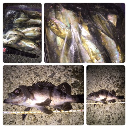 メバリング。アジング