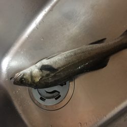 サヨリパターン釣れず