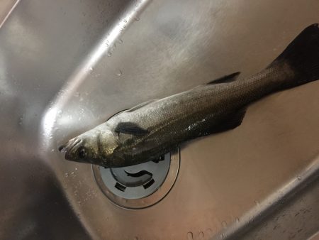 サヨリパターン釣れず