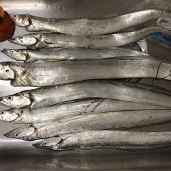 太刀魚→ショアジギ