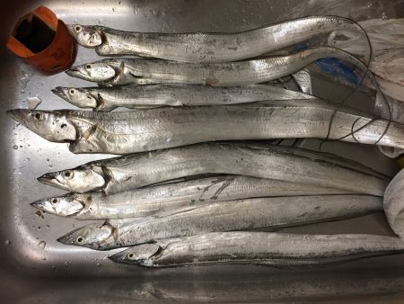 太刀魚→ショアジギ