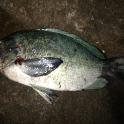 グレ釣ったぞー。