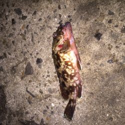 アジ、メバリング