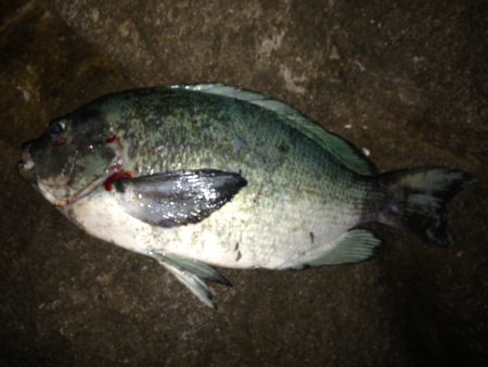 グレ釣ったぞー。