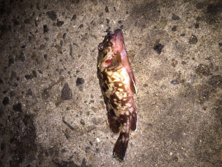 アジ、メバリング