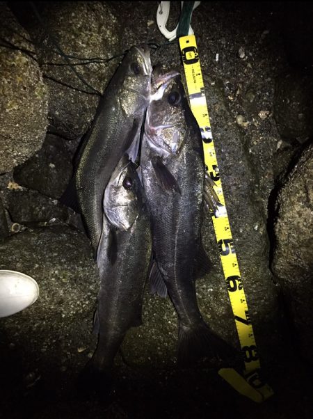 シーバス荒食い中！