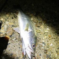 サーフシーバス