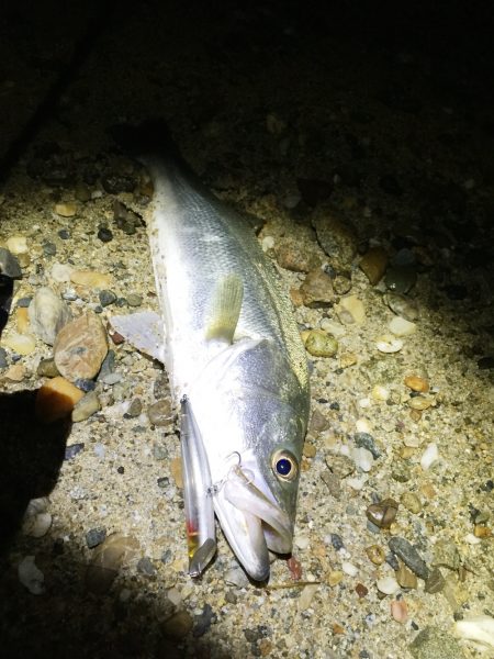 サーフシーバス