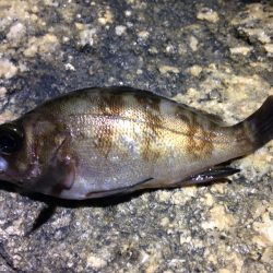 ライトゲーム開幕！