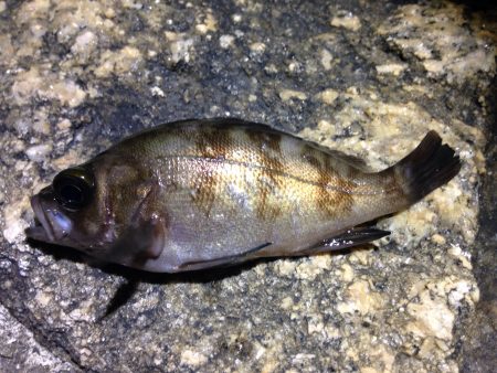 ライトゲーム開幕！