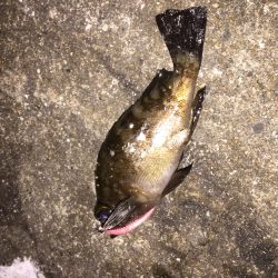 久しぶりのメバリング