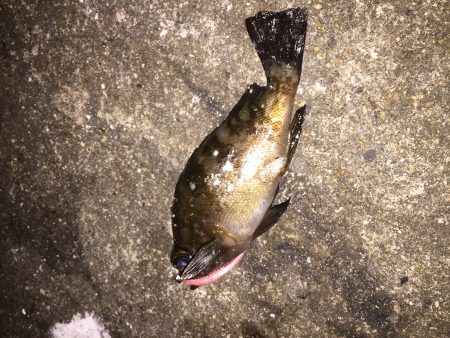 久しぶりのメバリング