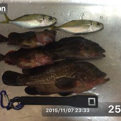 初めてのアコウ