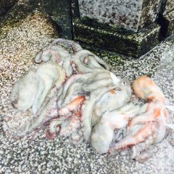 タコ キロオーバー！！アオリ コウイカ！！