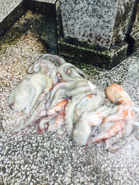 タコ キロオーバー！！アオリ コウイカ！！…