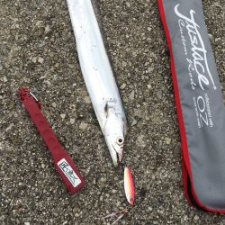 昼タチウオ再び