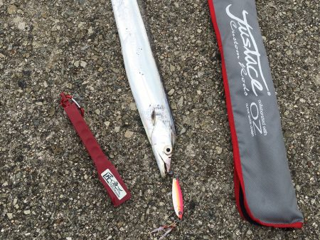 昼タチウオ再び