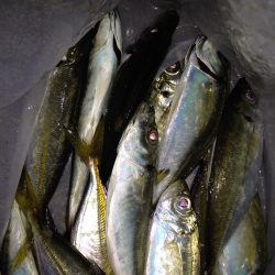 久しぶりのアジング