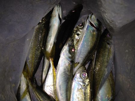 久しぶりのアジング