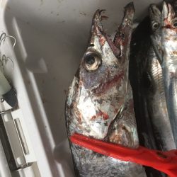 朝太刀魚釣果