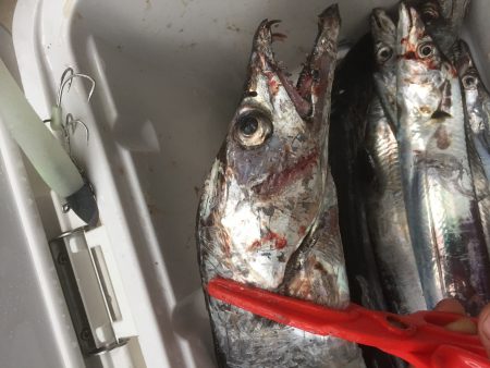 朝太刀魚釣果