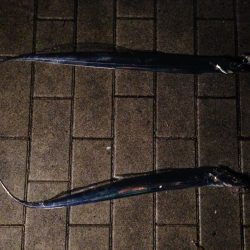 バラシが多かった