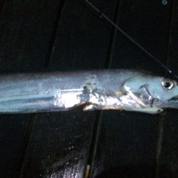 コスモにドラゴン現る