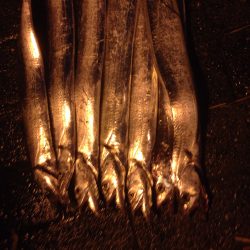 雨の中行ってきました