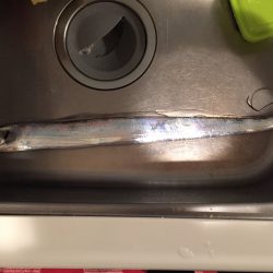 初エサ釣り釣果！