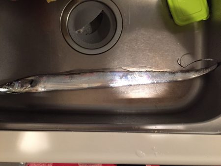 初エサ釣り釣果！