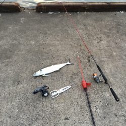 思わぬ魚が釣れましたー