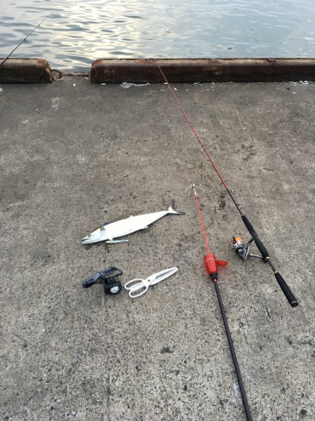 思わぬ魚が釣れましたー