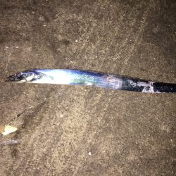 今年初の太刀魚