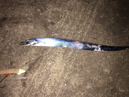 今年初の太刀魚