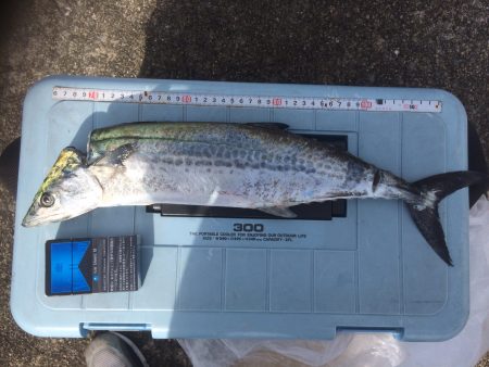 南芦屋浜でサゴシ＆タッチー