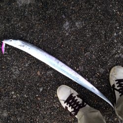 加古川タチウオ調査