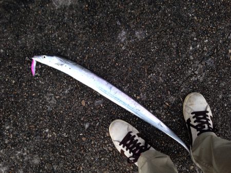 加古川タチウオ調査