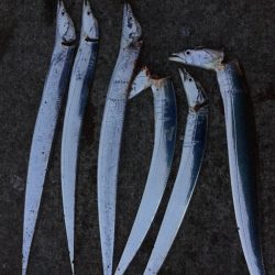 タチウオ小さい