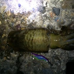 今年は渋いねぇ、、、