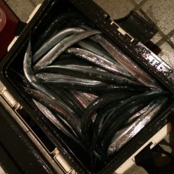 サヨリが一日中入れ食いでした