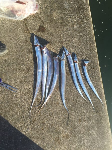 小型の太刀魚連発