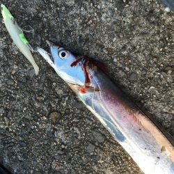 初ワインド釣果