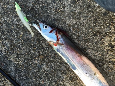 初ワインド釣果