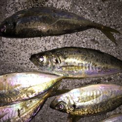 アジング調査で今秋初ゲット