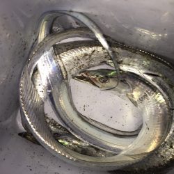 短時間ワインド