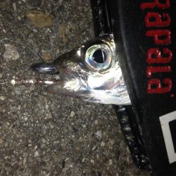 太刀魚のちアジング