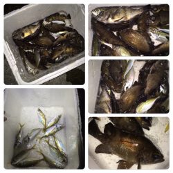 アジ。メバル 爆釣！