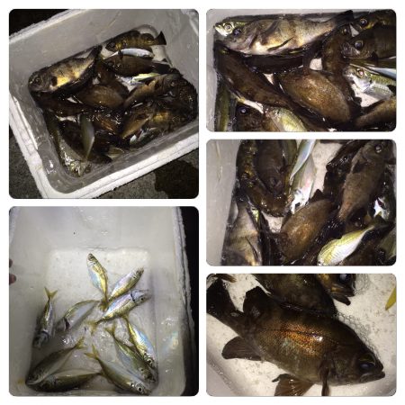 アジ。メバル 爆釣！