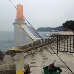 なんとかサワラが釣れました